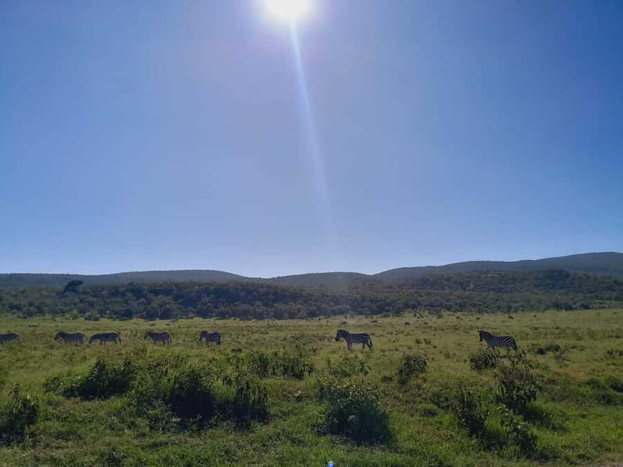 Daily Hell's gate National Park Ebike Cycling - A Maasai market with a local connection