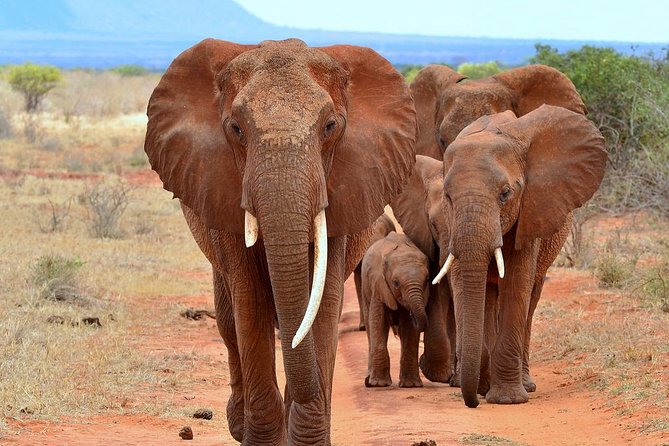 David Sheldrick Elephant Orphanage Half-Day Tour in Nairobi - Leaving Nairobi at 9:30 a.m.