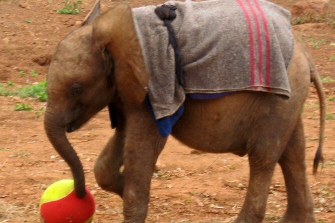 David Sheldrick Elephant Orphanage Half-Day Tour in Nairobi - Inside the Rope Fence at 11 a.m.