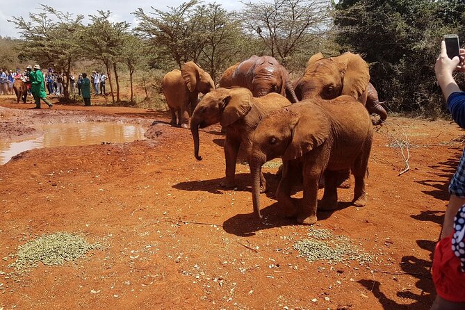 David Sheldrick Elephant Orphanage Half-Day Tour in Nairobi - Extra Stops and Staying With the Advertised Plan