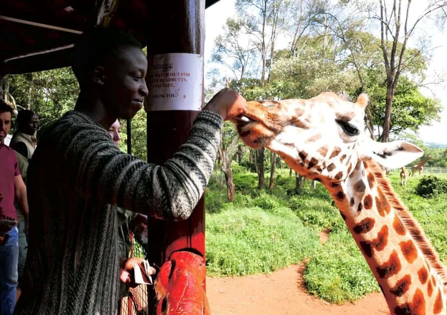 David Sheldrick Wildlife Trust & Giraffe Center with Lunch - Why this Nairobi combination works