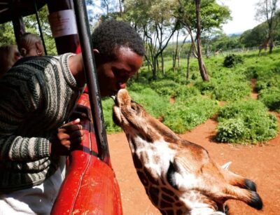 David Sheldrick Wildlife Trust & Giraffe Center with Lunch