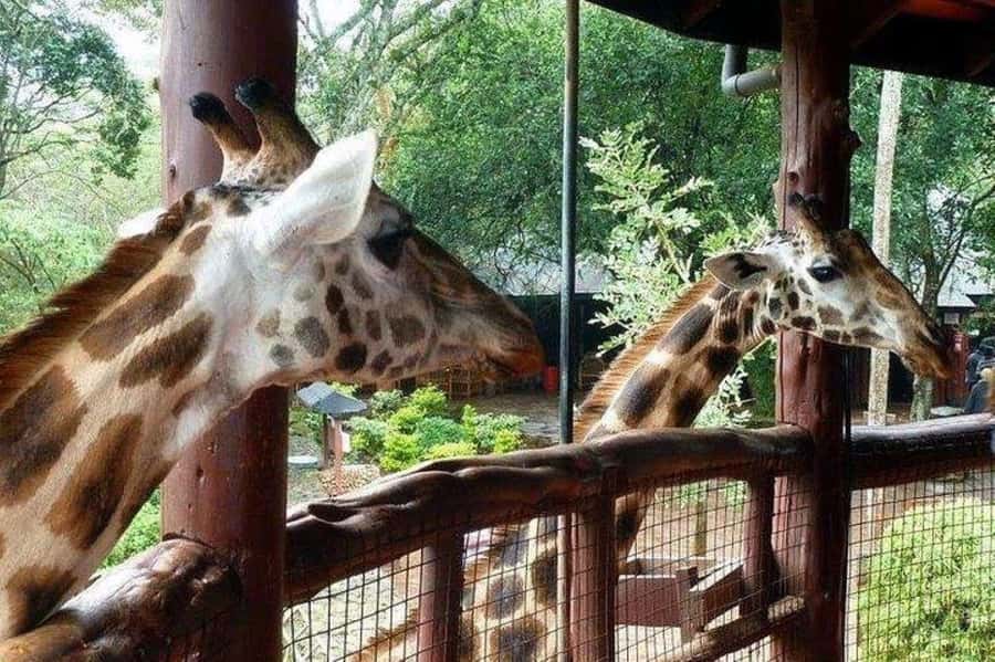 David Sheldrick Wildlife Trust & Giraffe Center with Lunch - Lunch at Carnivore restaurant