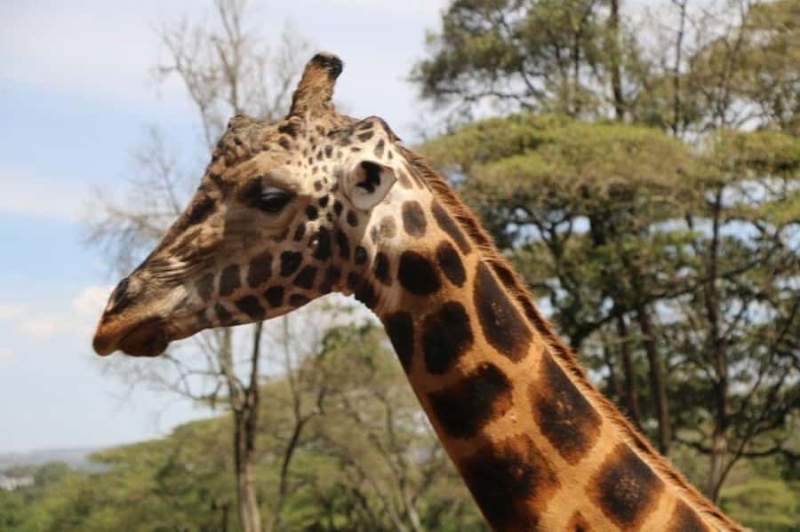 David Sheldrick Wildlife Trust & Giraffe Center with Lunch - What the guide and vehicle add
