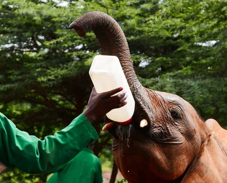 David Sheldrick Wildlife Trust & Giraffe Center with Lunch - The Nairobi National Park fee needs careful checking