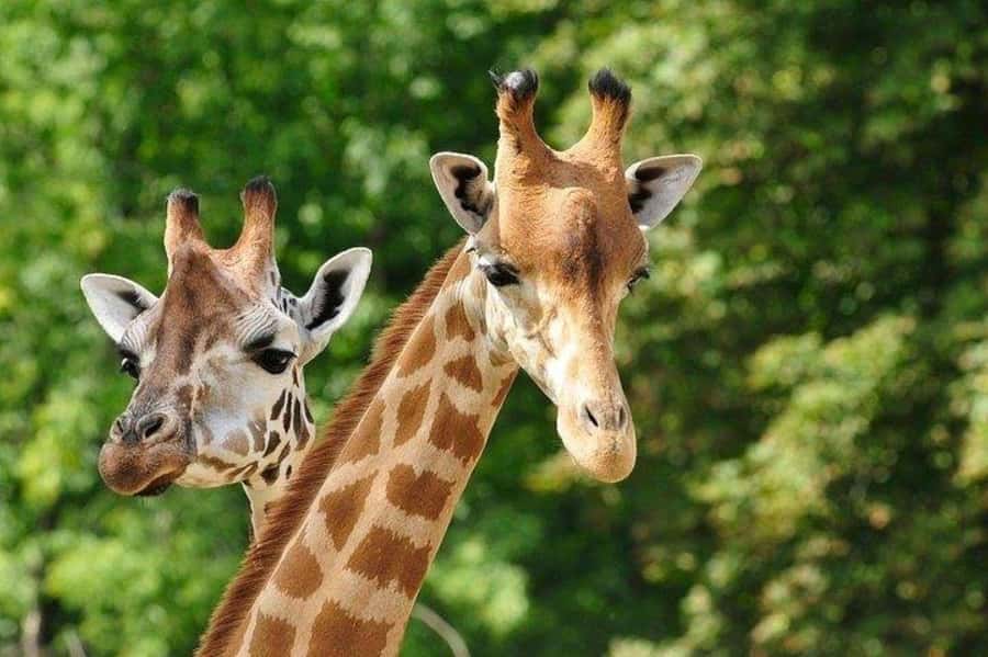 David Sheldrick Wildlife Trust & Giraffe Center with Lunch - Timing, traffic, and the five-hour schedule