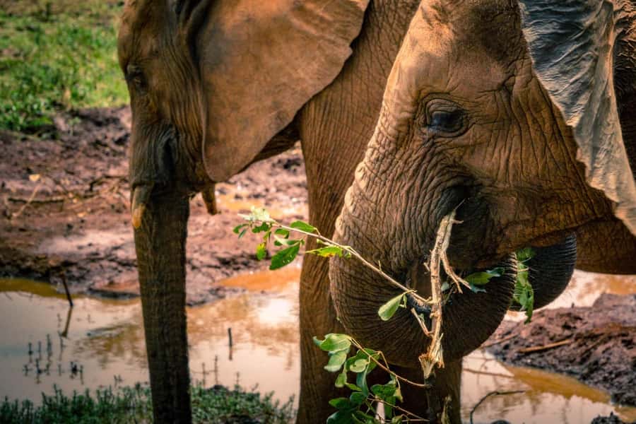 David Sheldrick Wildlife Trust & Giraffe Center with Lunch - Should you book it?
