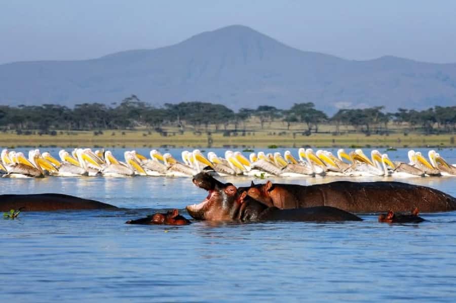 Day tour Hells gate and lake Naivasha from Nairobi - Why Hell’s Gate makes this day different