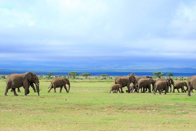 Day Tour to Amboseli National Park - The 5:00 am departure and drive through the savannah