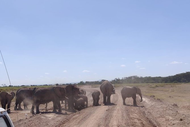 Day Tour to Amboseli National Park - Observation Hill offers the clearest park view