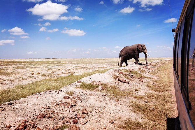 Day Tour to Amboseli National Park - How the private format affects the experience