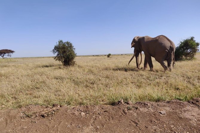 Day Tour to Amboseli National Park - Is $310 fair for this Amboseli experience?