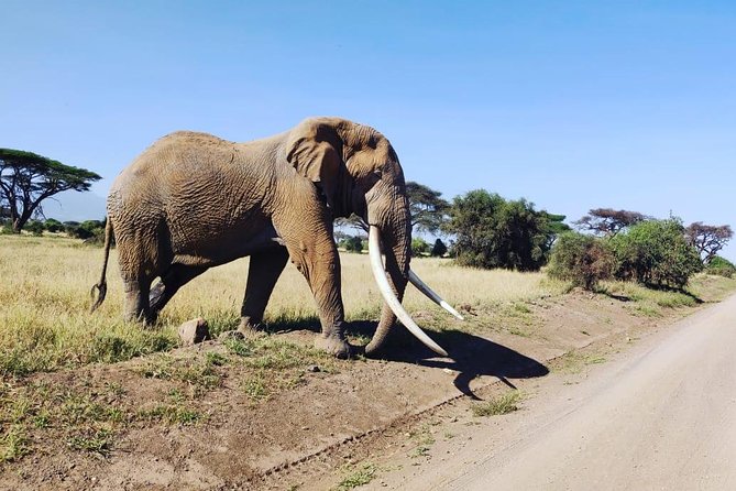 Day Tour to Amboseli National Park - Who should book this day safari?