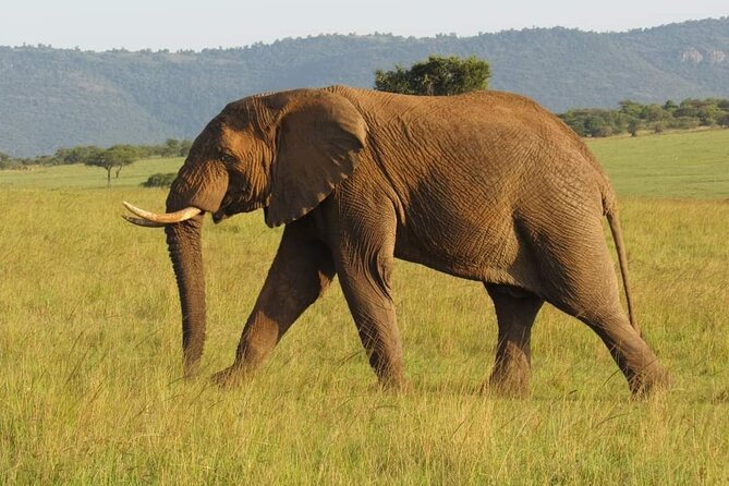 Day Tour To Amboseli National Park From Nairobi - Key points to know before you book