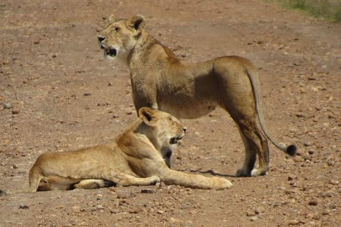 Day Tour To Amboseli National Park From Nairobi - A private pop-up-roof safari vehicle