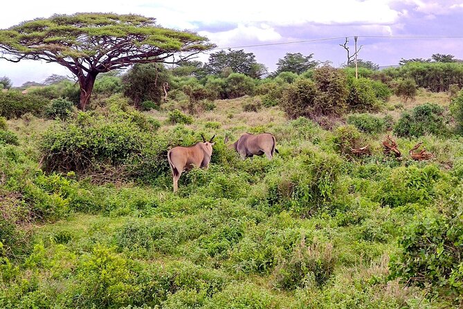 Day Tour To Amboseli National Park From Nairobi - Six hours among Amboseli’s wildlife