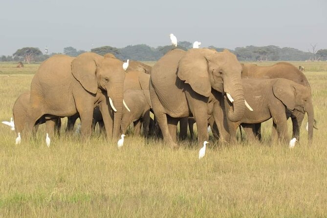 Day Tour To Amboseli National Park From Nairobi - Observation Hill and the view over the marshes