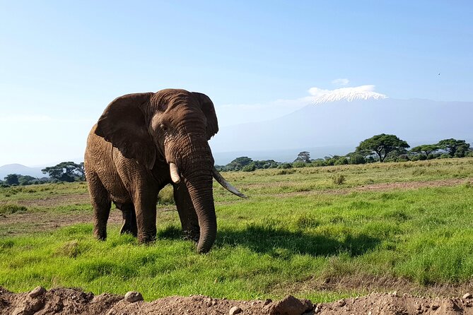 Day Tour To Amboseli National Park From Nairobi - Lunch at Ol Tukai Lodge