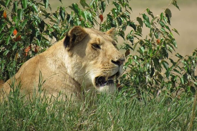 Day Tour To Amboseli National Park From Nairobi - The 5:00 am start from Nairobi