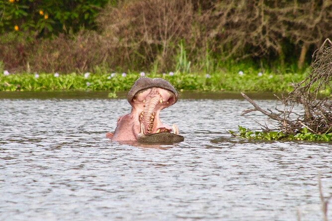 Day Tour to Crescent Island in Naivasha - Leaving Nairobi for Lake Naivasha