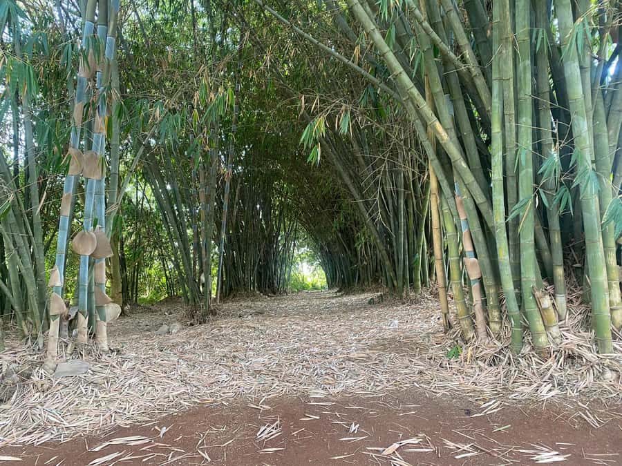 Day Tour to Fairview Coffee Estate From Nairobi - Walking through Fairview’s coffee fields