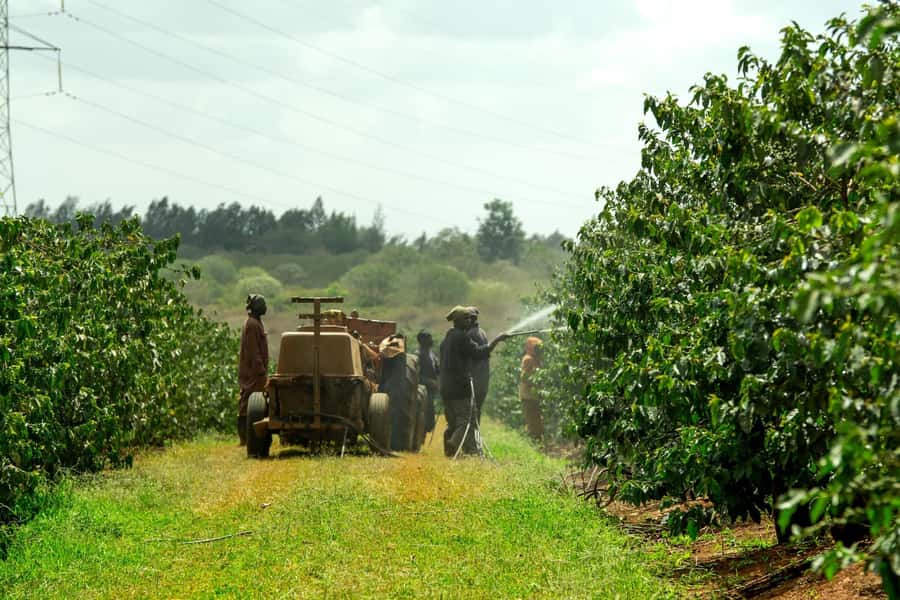 Day Tour to Fairview Coffee Estate From Nairobi - Learning how Kenyan coffee reaches the cup