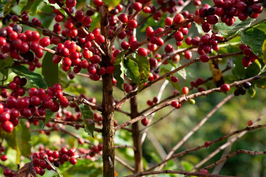 Day Tour to Fairview Coffee Farm - Why Fairview Makes Coffee Worth a Half-Day