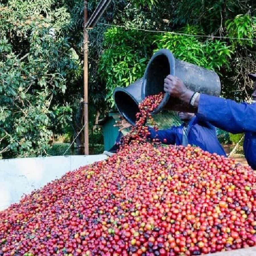Day Tour to Fairview Coffee Farm - Coffee, Cookies, and Milk in the Garden