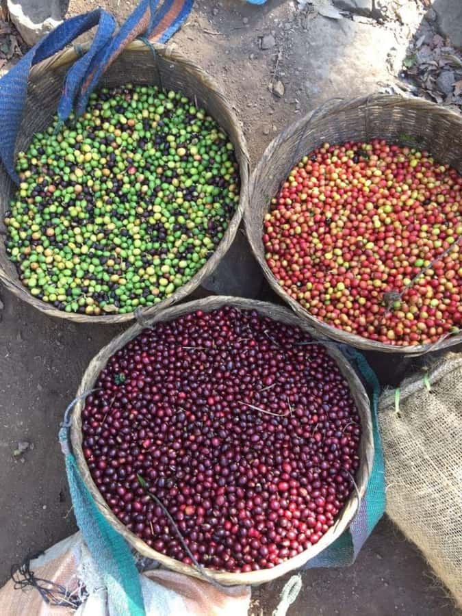 Day Tour to Fairview Coffee Farm - What the $50 Price Really Means
