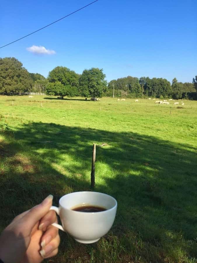 Day Tour to Fairview Coffee Farm - Practical Details Before You Book