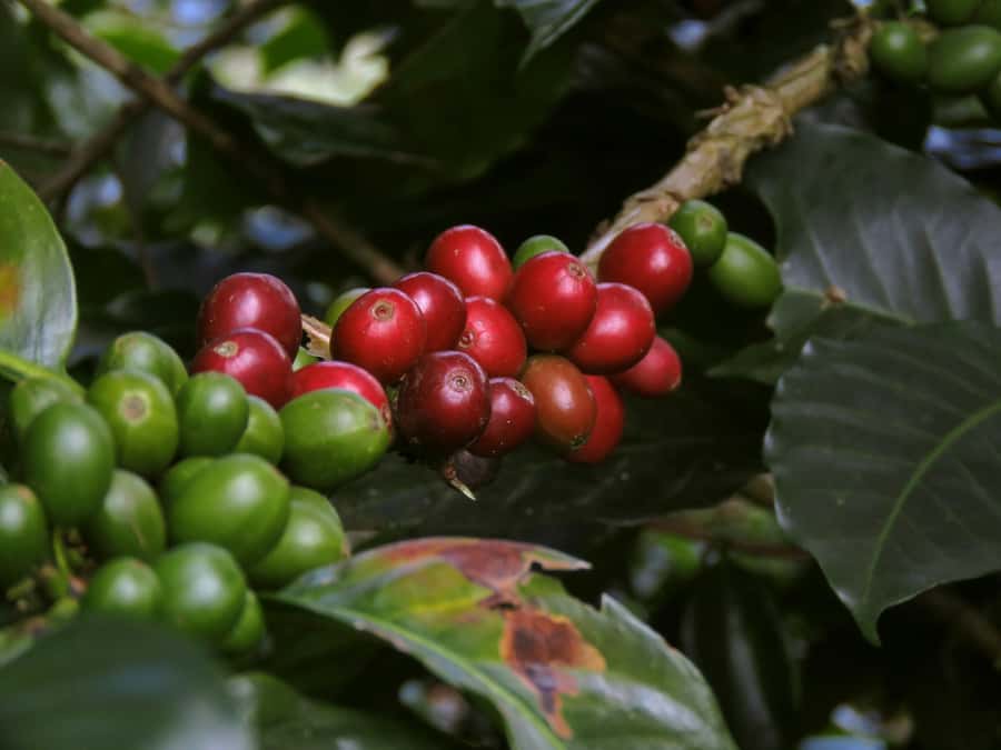 Day Tour to Fairview Coffee Farm - Fairview’s Farm Story Comes First