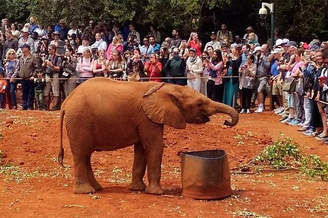 Day tour to Giraffe Center and Karen Blixen Museum - What the guides add to the day