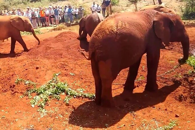 Day tour to Giraffe Center and Karen Blixen Museum - Who should book this Nairobi day tour?
