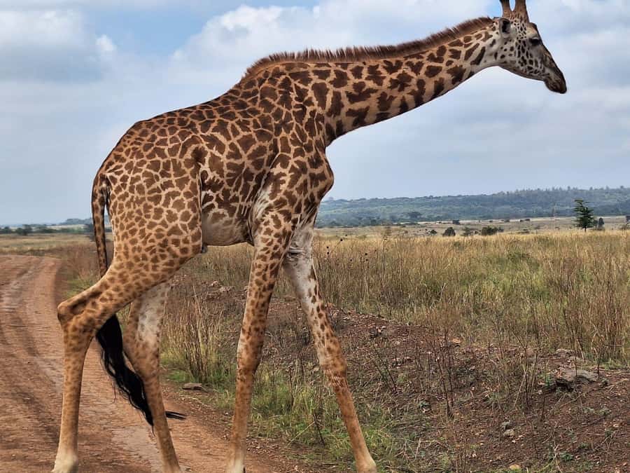 Day Tour to Giraffe Center and Karen Blixen Museum - Should you book the Giraffe Centre and Karen Blixen tour?