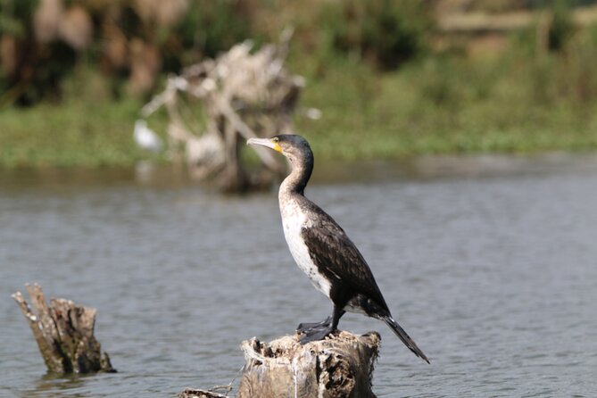 Day Tour To Hell's Gate National Park and Optional Boat Ride on Lake Naivasha. - Entering Hell’s Gate and choosing your pace