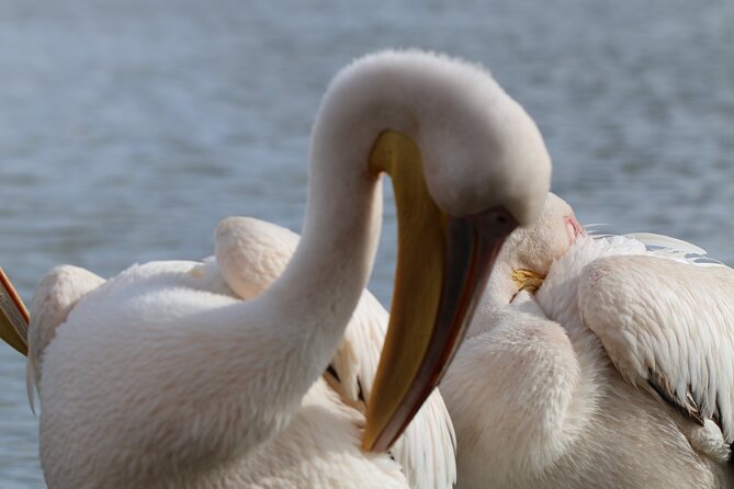 Day Tour To Hell's Gate National Park and Optional Boat Ride on Lake Naivasha. - Wildlife without the safari vehicle