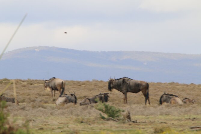 Day Tour To Hell's Gate National Park and Optional Boat Ride on Lake Naivasha. - What the 16-kilometer ride feels like