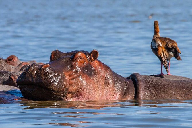 Day tour to Hells Gate, Lake Naivasha and Crescent Island Walk - The 7 a.m. pickup and drive from Nairobi