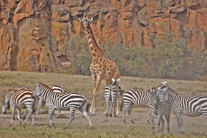 Day tour to Hells Gate, Lake Naivasha and Crescent Island Walk - Walking with giraffes on Crescent Island