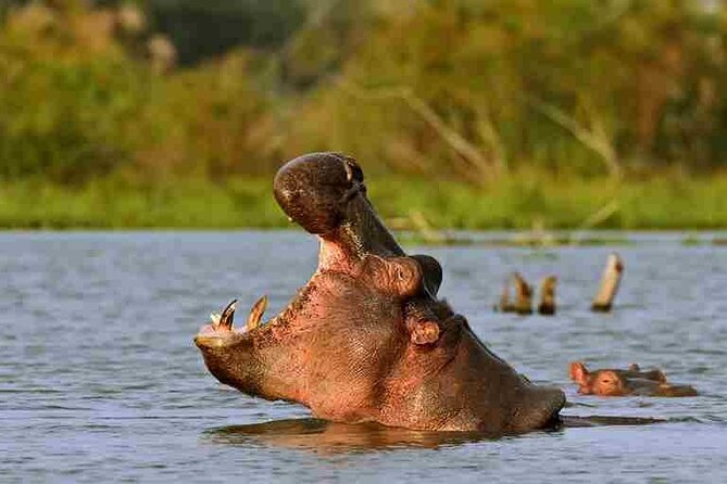 Day tour to Hells Gate, Lake Naivasha and Crescent Island Walk - The return to Nairobi