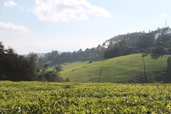 Day Tour To Kiambethu Tea Farm in Limuru - From Nairobi to Limuru by Private Car