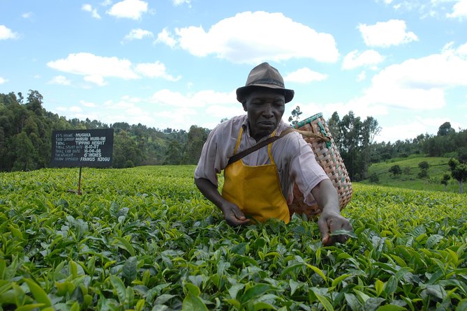 Day Tour To Kiambethu Tea Farm in Limuru - Tea Fields and the Ngong Hills View