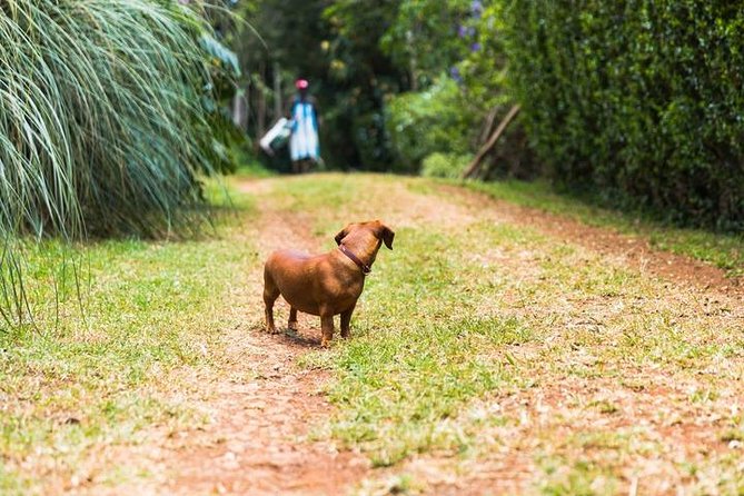 Day Tour To Kiambethu Tea Farm in Limuru - Who Will Enjoy This Day Most