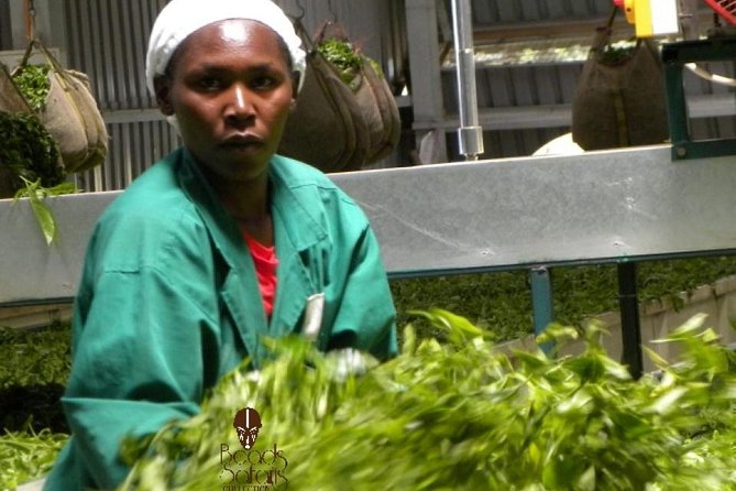 Day Tour To Kiambethu Tea Farm in Limuru - A First Cup of Tea at Kiambethu Farm