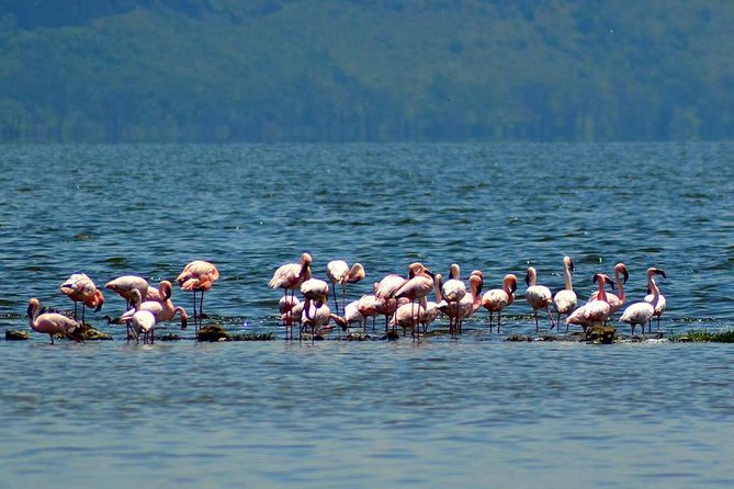 Day Tour To Lake Nakuru Park With Optional Boat Ride on Lake Naivasha - Why this day trip works from Nairobi