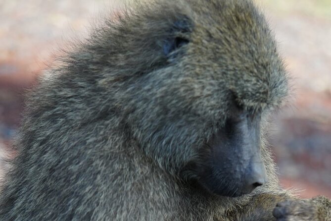 Day Tour To Lake Nakuru Park With Optional Boat Ride on Lake Naivasha - Lunch at Lake Nakuru Lodge or a picnic in the park