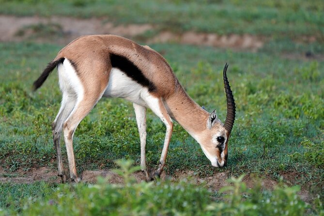 Day Tour To Lake Nakuru Park With Optional Boat Ride on Lake Naivasha - The private guide makes the biggest difference