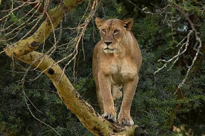 Day Tour To Lake Nakuru Park With Optional Boat Ride on Lake Naivasha - Is $210.91 a fair price?