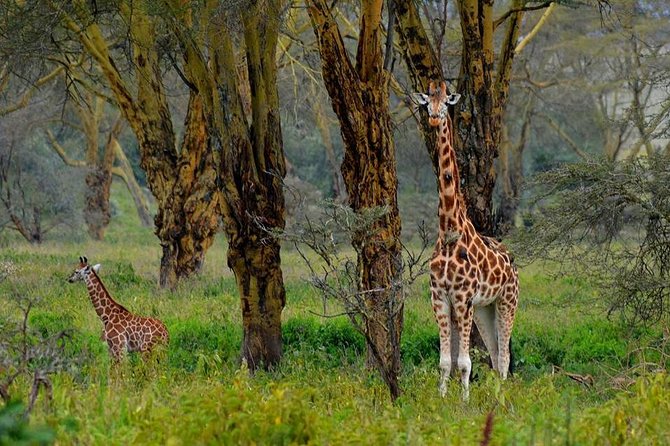 Day Tour To Lake Nakuru Park With Optional Boat Ride on Lake Naivasha - The 6:00am start and the road to Nakuru