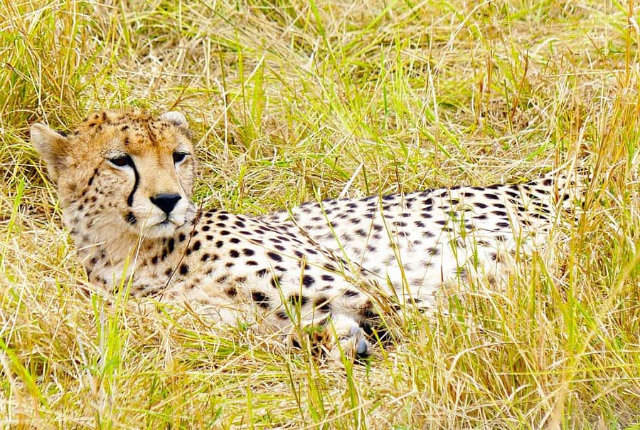 Day Tour to Maasai Mara & optional Maasai village visit - Key points to know before booking